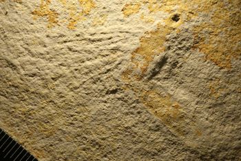 Media type: image;   Entomology PALE-11470